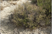 <strong>Lavinia Selli - Methodological framework to select plant species for controlling rill and gully erosion: application to a Mediterranean ecosystem,S. De Baets, J. Poesen, B. Reubens, B. Muys, J. De Baerdemaeker and J. Meersmans - Article</strong><br />© 